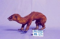 黃鼠狼藏品圖，第2張